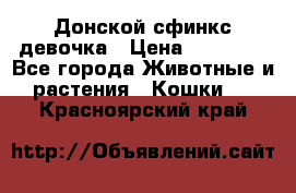 Донской сфинкс девочка › Цена ­ 15 000 - Все города Животные и растения » Кошки   . Красноярский край